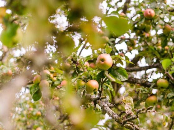 7 Gründe für eine Ernährung mit mehr regionale Lebensmitteln