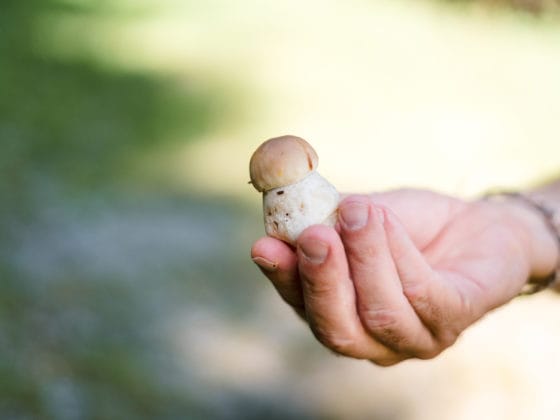 Pilze sammeln für Anfänger