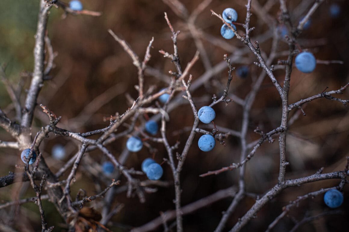 Die Früchte des Schwarzdorns sind eine geschmackliche Wucht und das Schlehenlikör-Rezept damit eines unserer liebsten Wildpflanzen-Rezepte!