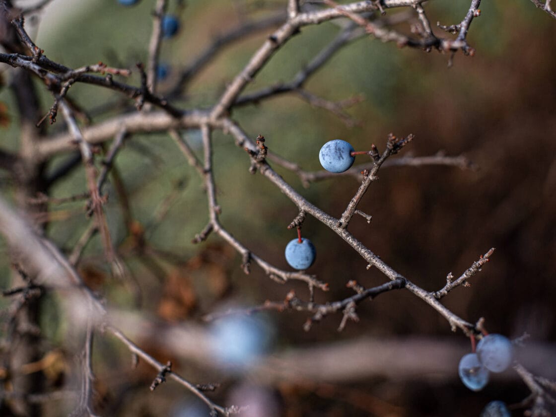 Topinambur-Gnocchi mit Rosmarin und gerösteten Haselnüssen - Urkraut