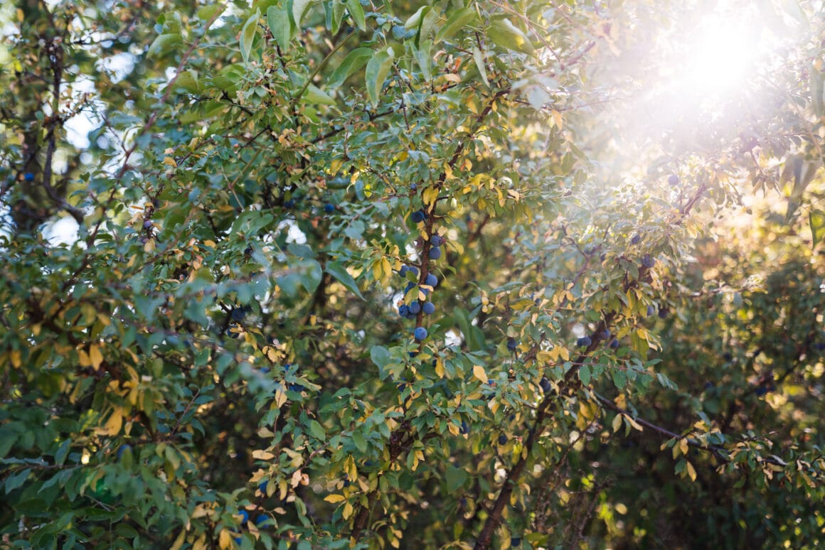 Die Früchte des Schwarzdorns sind eine geschmackliche Wucht und das Schlehenlikör-Rezept damit eines unserer liebsten Wildpflanzen-Rezepte!