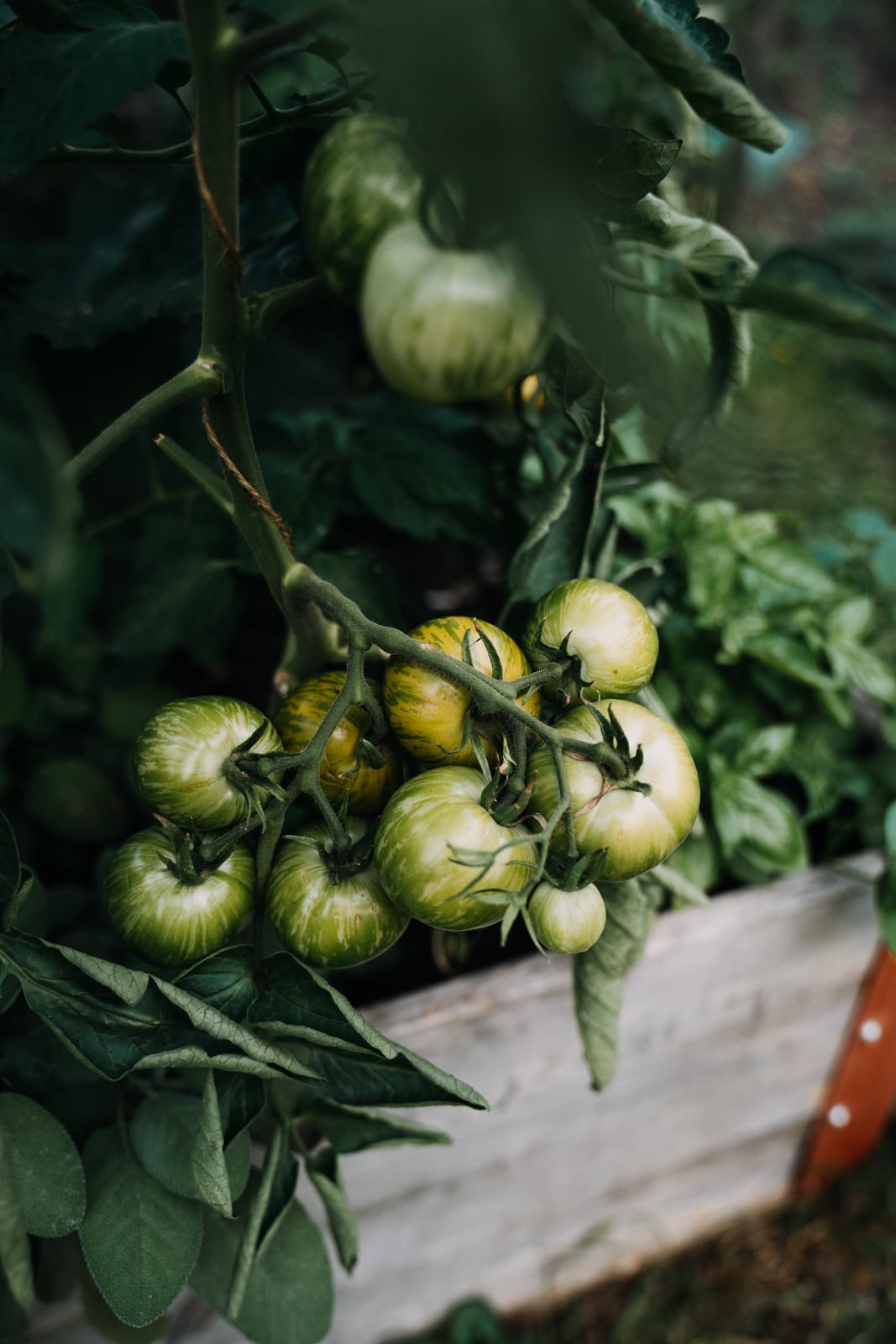 Alte Sorten Tomaten im Garten "Green Zebra"