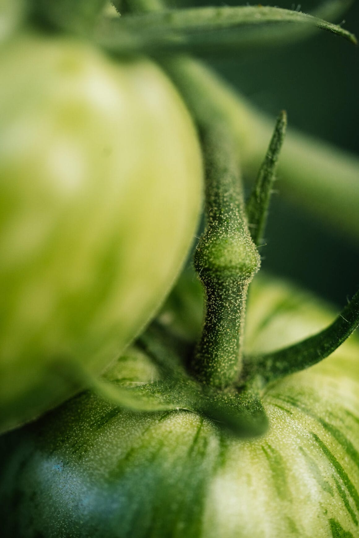 Alte Tomatensorte "Green Zebra"