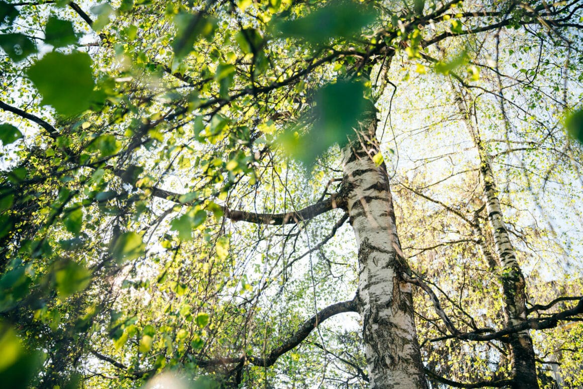Birkenblätter ernten für Birkenblätter-Tee: Heilwirkung, Eistee, Gesundheit, Wildpflanzen und Baumheilkunde