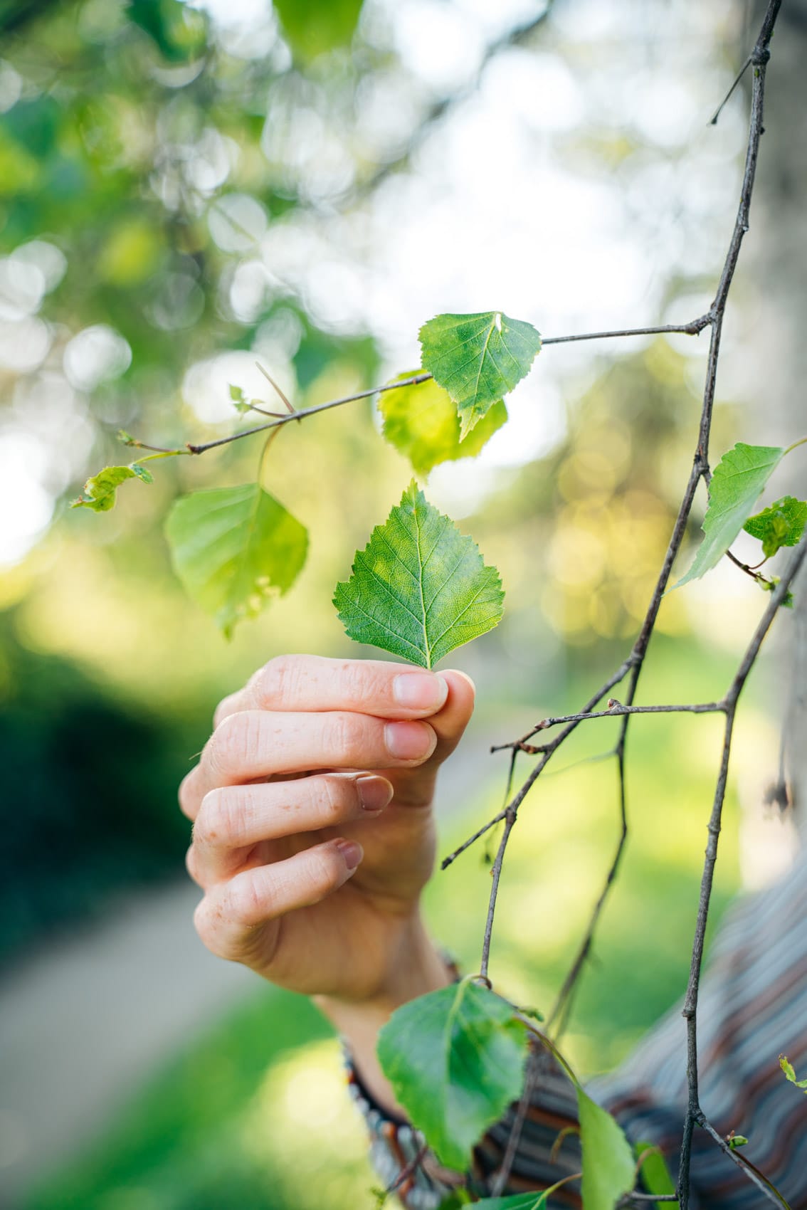 Birkenblätter ernten für Birkenblättertee: Heilwirkung, Eistee, Gesundheit, Wildpflanzen und Baumheilkunde