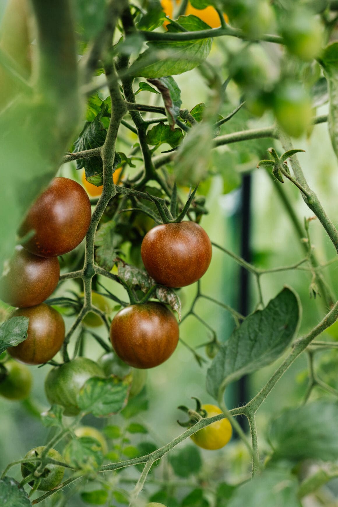 Alte Tomatensorte "Black Cherry"