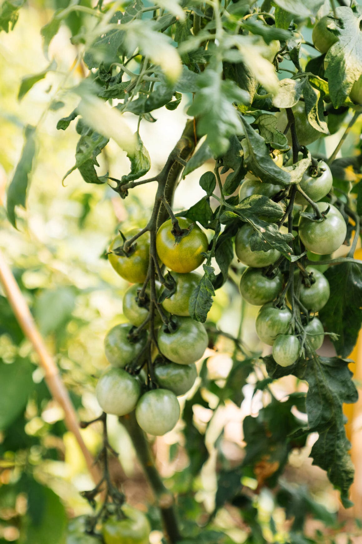 Alte Sorten Tomaten  "Green Grape"