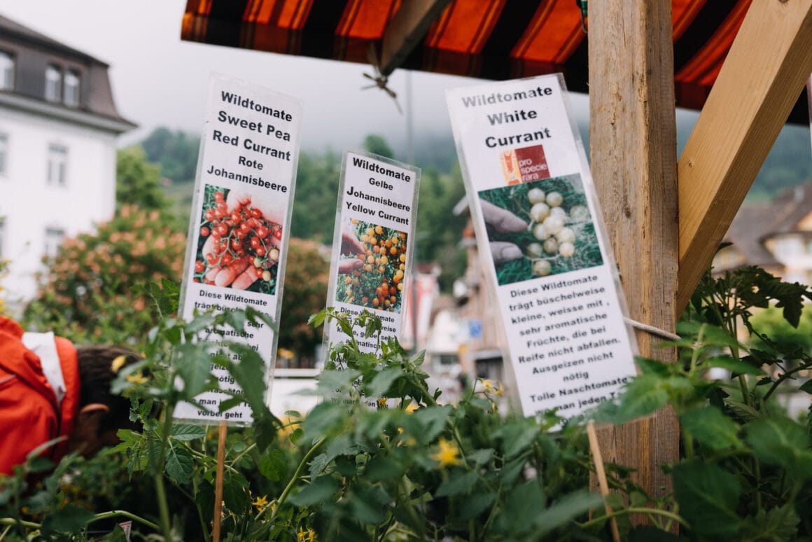 Alte Sorten Tomaten kaufen