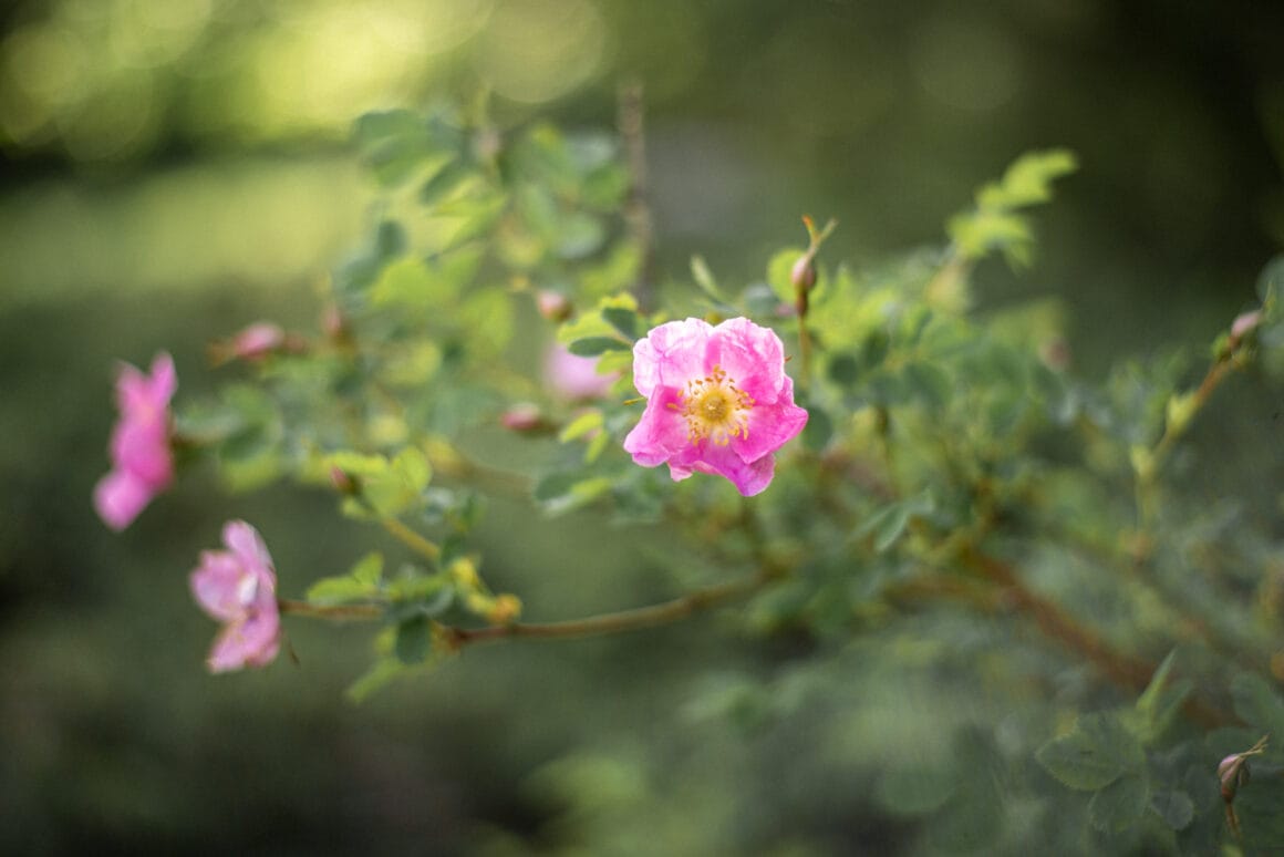 Alpenrose