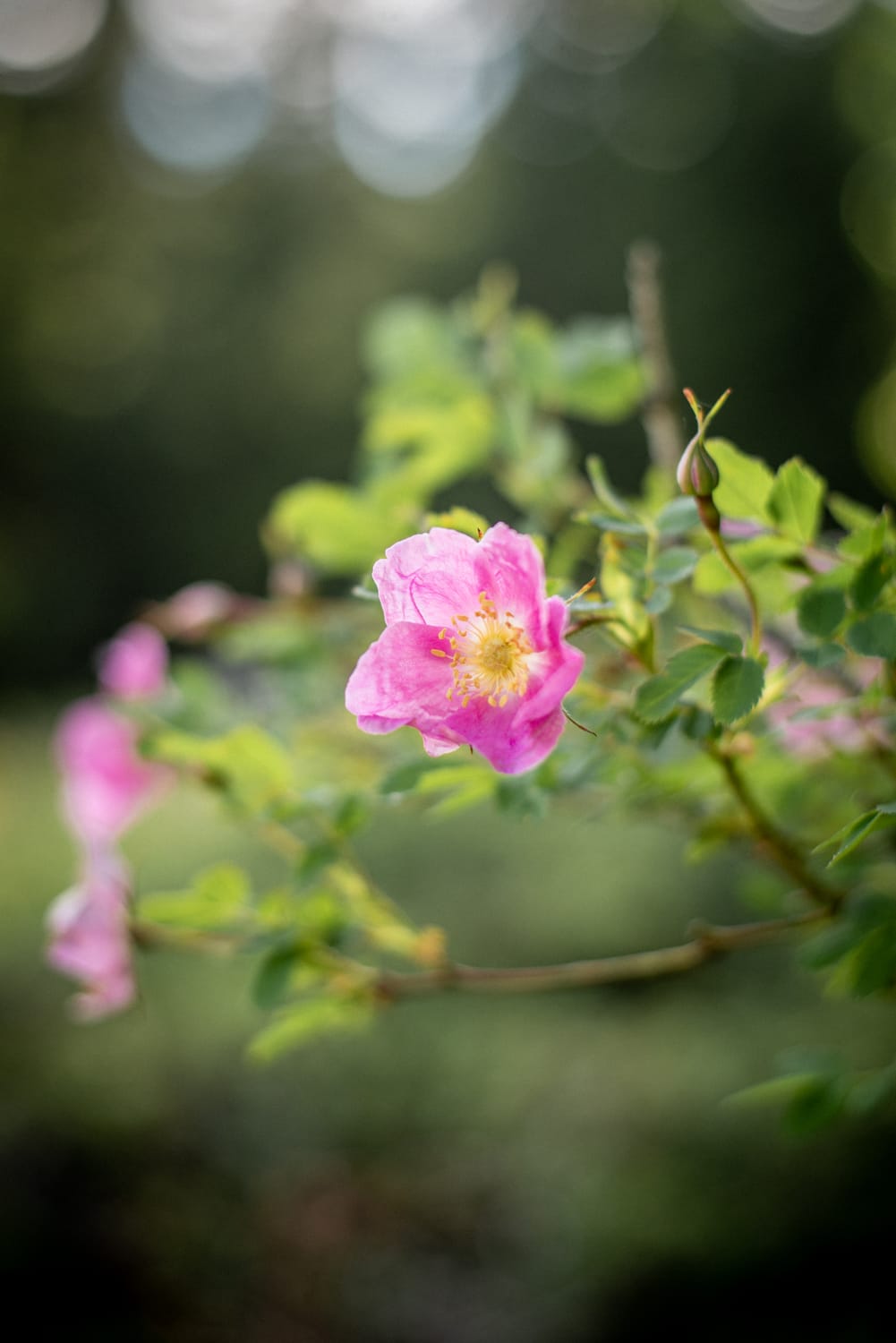 Alpenrose