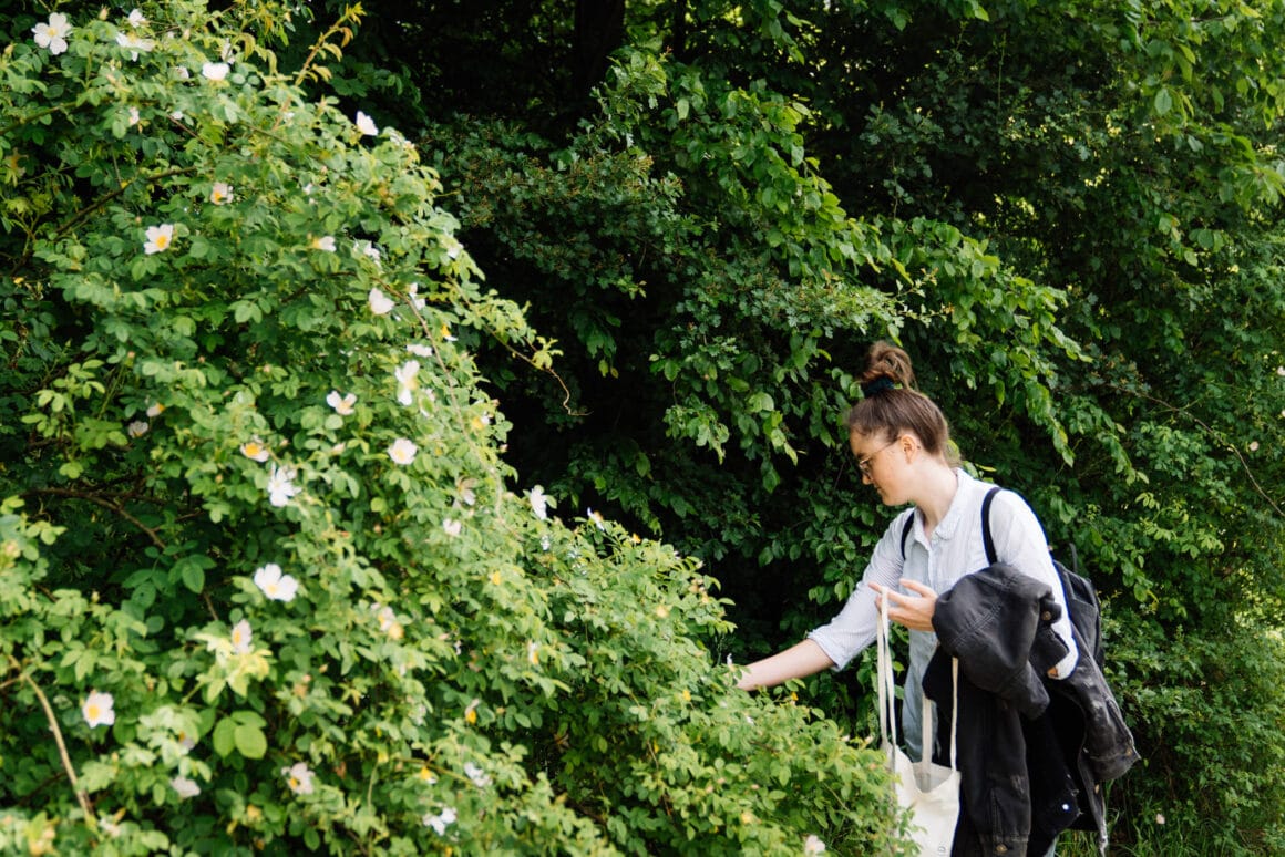 Hundsrosenblüten sammeln für Rosenmarmelade