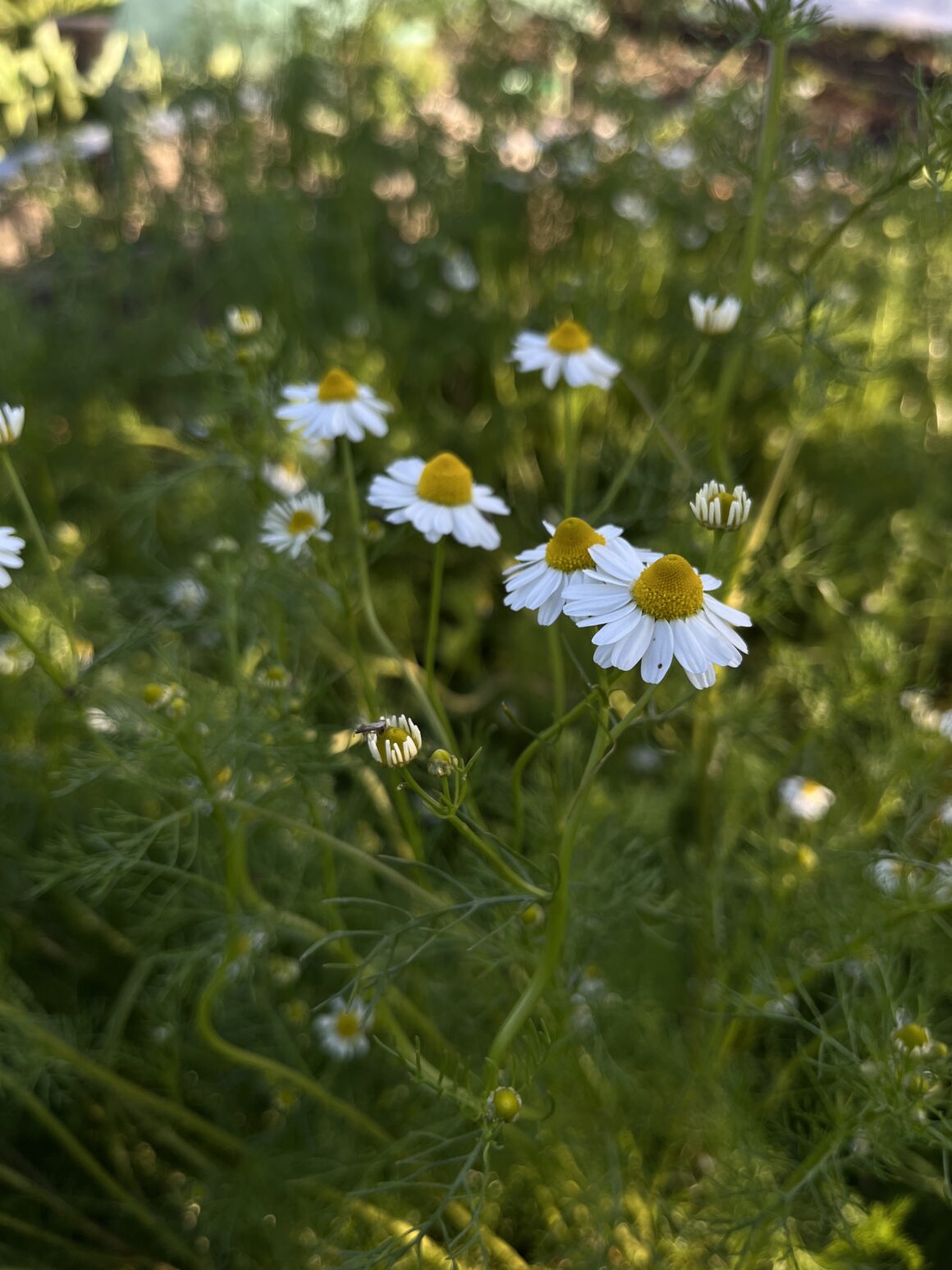 Kamille: 23 essbare Blüten aus Wiese, Garten und vom Balkon