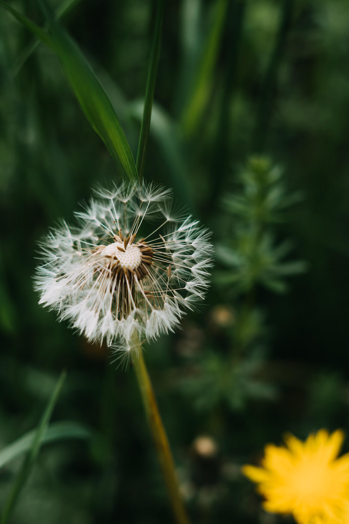 23 essbare Blüten aus Wiese, Garten und vom Balkon