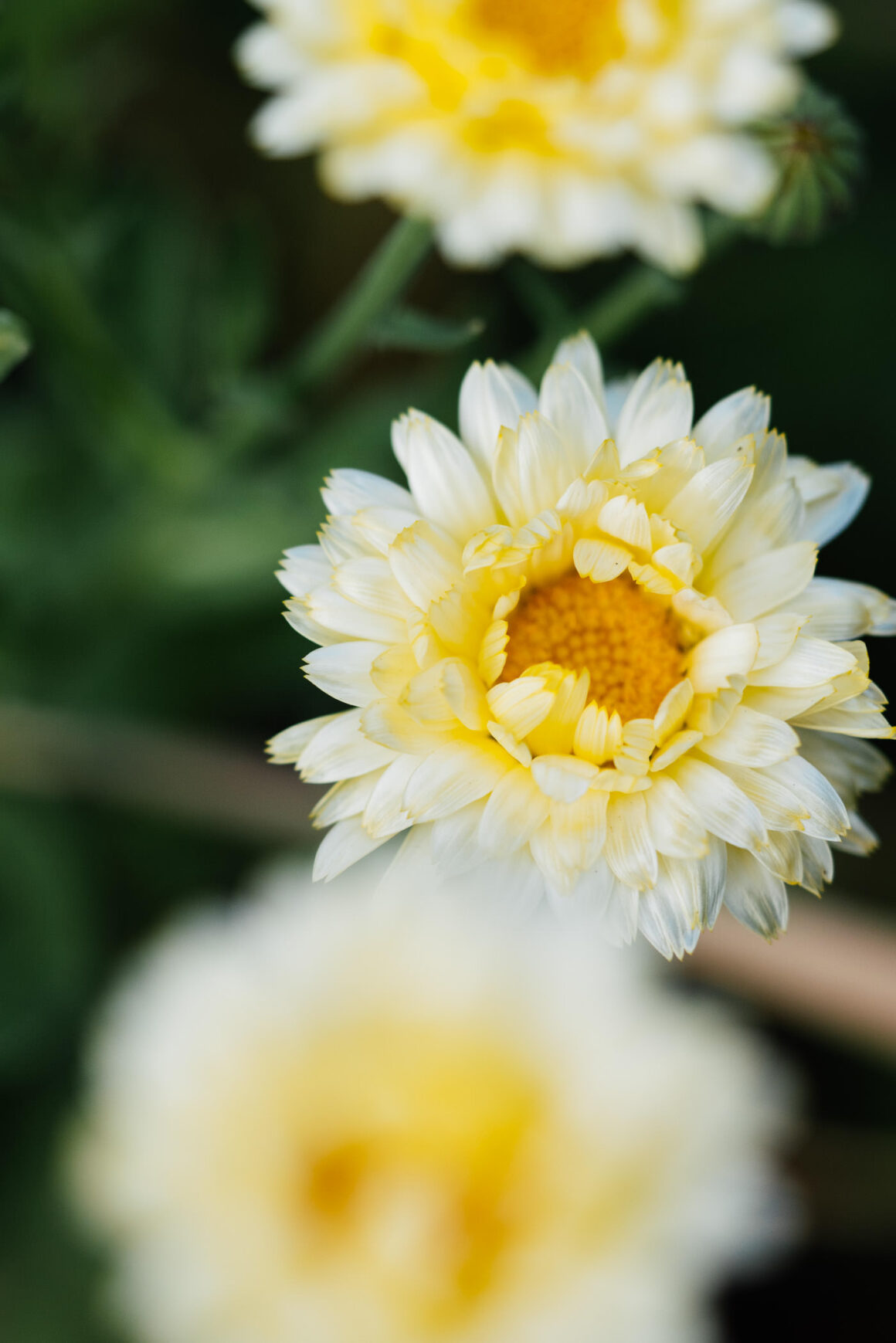 Essbare Blüten: Ringelblume