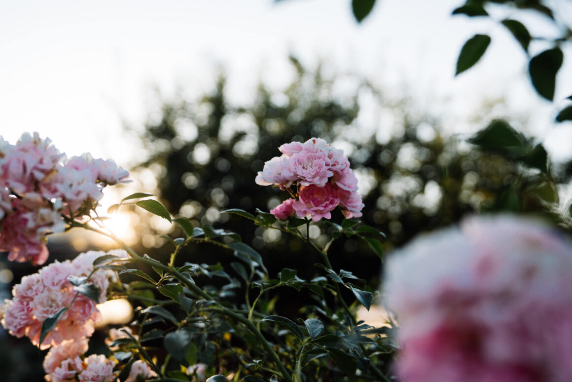 Essbare Blüten
