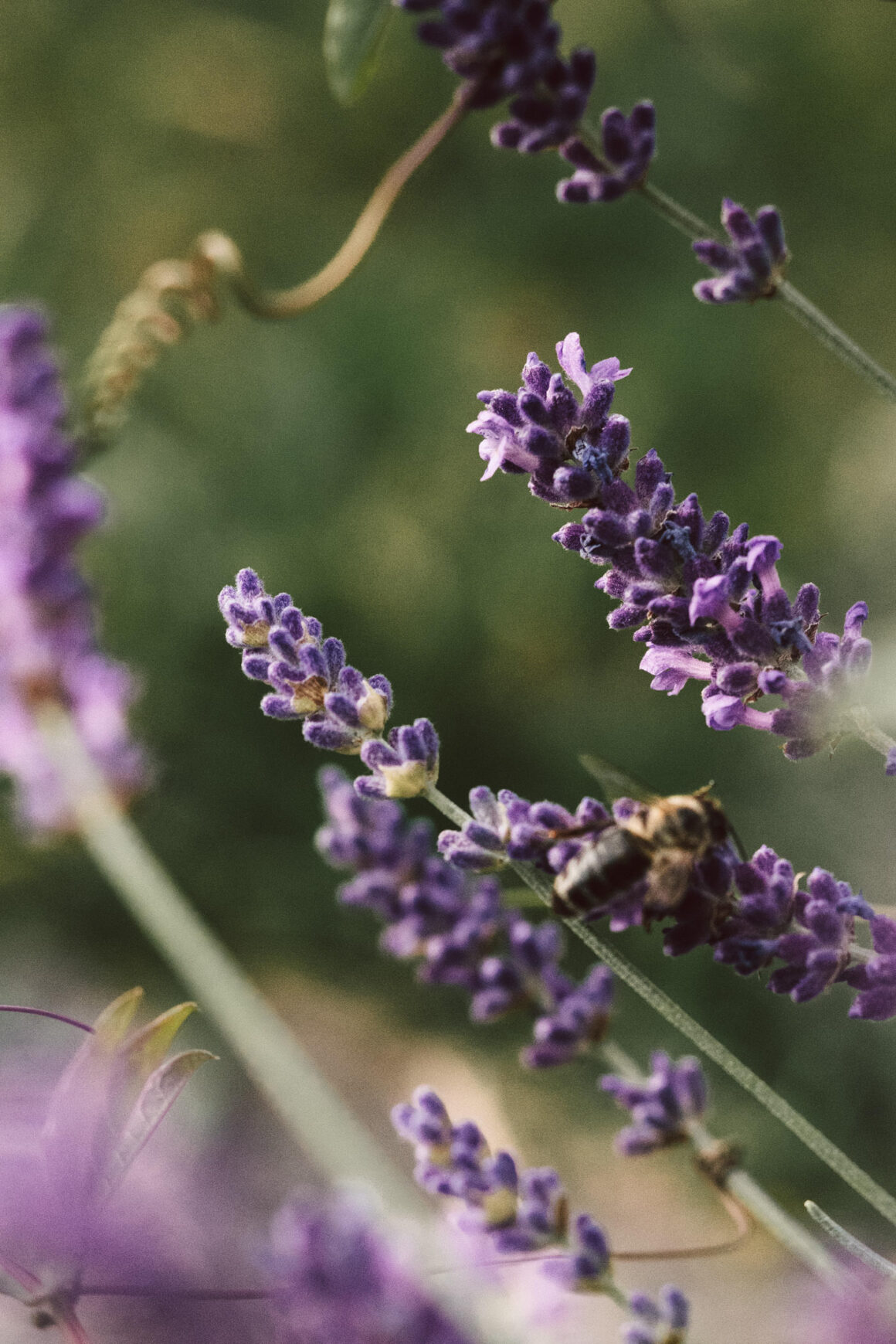 23 essbare Blüten aus Wiese, Garten und vom Balkon