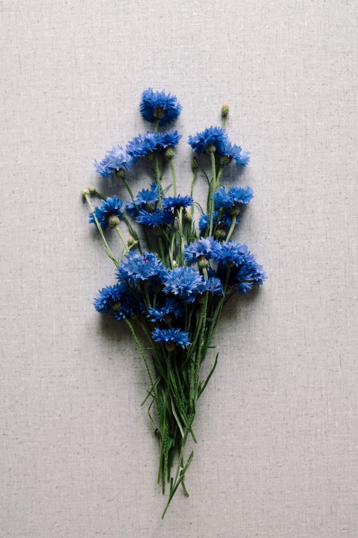 Kornblumen: essbare Blüten aus Wiese, Garten und vom Balkon