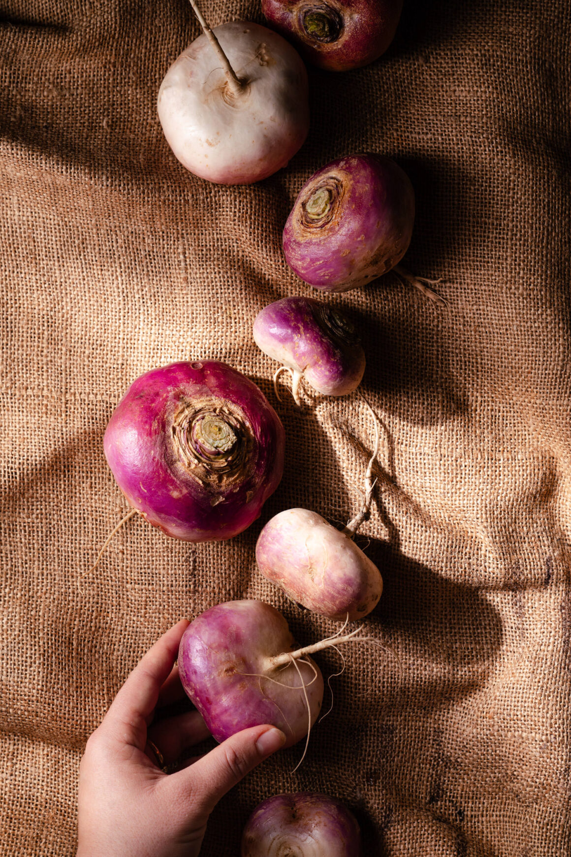 Alte Gemüsesorte: Räben/ Mairüben, auch Herbstrüben genannt. Hier die Sorte Bosco Gurin von ProSpecieRara